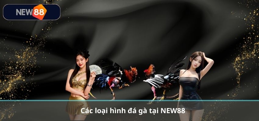 ĐÁ GÀ Các loại hình đá gà tại NEW88