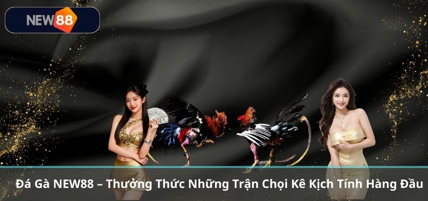 ĐÁ GÀ Đá Gà NEW88 – Thưởng Thức Những Trận Chọi Kê Kịch Tính Hàng Đầu
