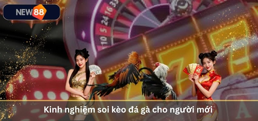 Trực Tiếp Đá Gà Mạng – Trải Nghiệm Đấu Trường Chọi Gà Đỉnh Cao 2026 Kinh nghiệm soi kèo đá gà cho người mới